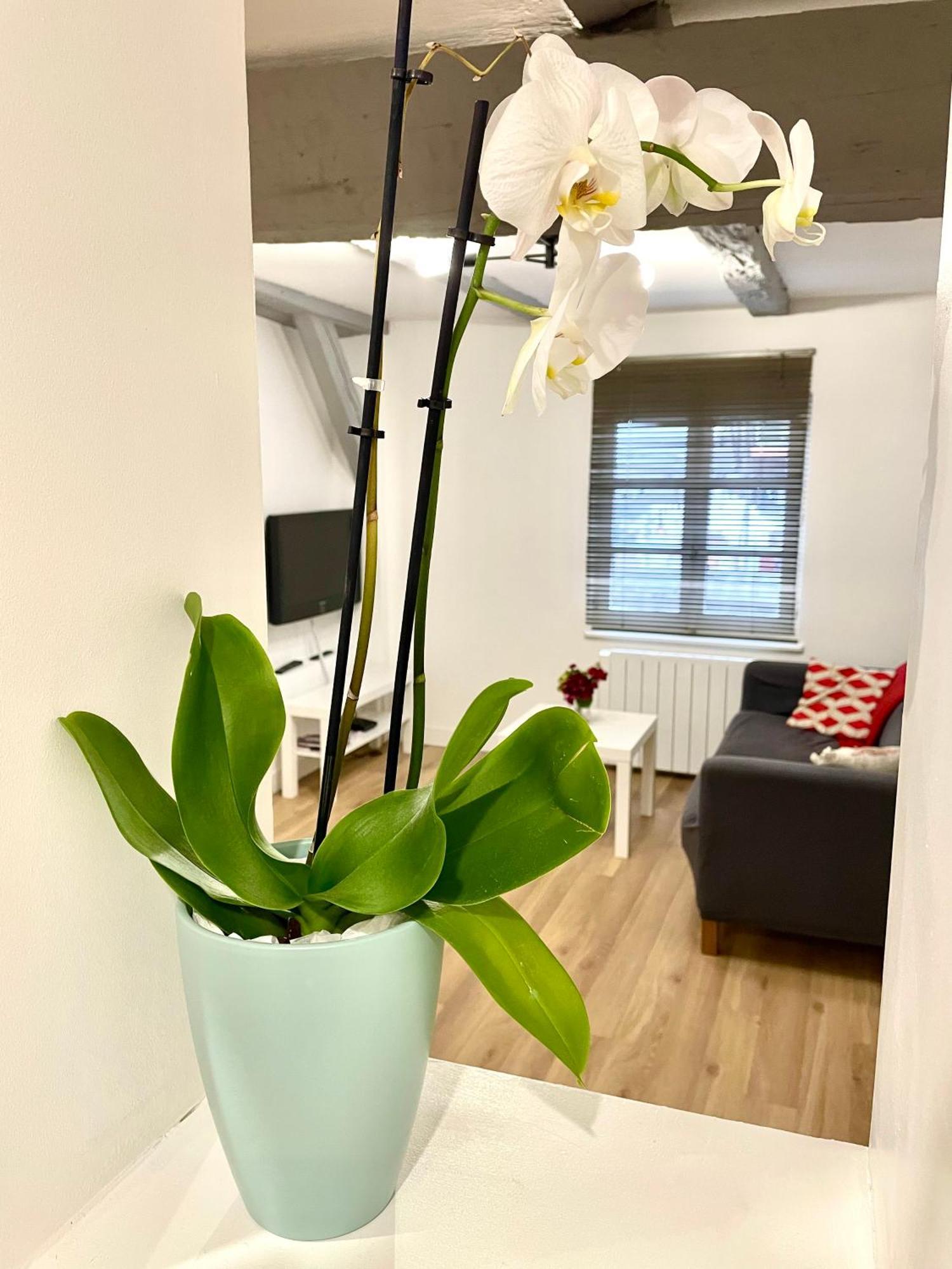 Strasbourg Magnifique Appartement Centre Ville Petite France מראה חיצוני תמונה